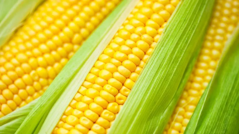 FLAMINGO IMPEX-corn
